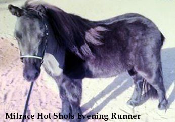 Milrace Hot Shots Evening Runner
